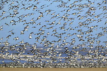 Flock of Knot (Calidris canuta) in flight, Ainsdale Sands, Formby, Merseyside, England