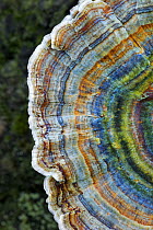 Colourful rings of the Many-zoned polypore (Coriolus versicolor) New Forest National Park, Hampshire, England, October