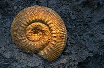 Ammonite fossil from the Jurassic Coast World Heritage Site, Dorset, England