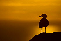 Great black-backed gull (Larus marinus) silhouette against sunset, Saltee Islands, Co. Wexford, Republic of Ireland, June