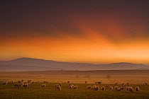 Sunset over the Cheviot Hills with flock of sheep in the foreground, Northumberland, England, February 2008