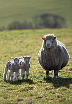 Domestic sheep, Poll Dorset ewe with twin lambs, The Marshwood Vale, Dorset, England, March