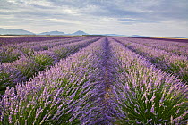 Lavender field {Lavandula sp}, Plateau De Valensole, Provence, France, July 2008