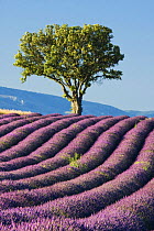 Lavender field, Plateau De Valensole, Provence, France, July 2008