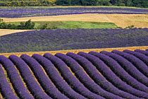 Patterns in lavender fields, Plateau De Valensole, Provence, France, July 2008