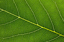 Close-up of leaf vein structure in Fig leaf (Ficus carica) Dorset, UK, September