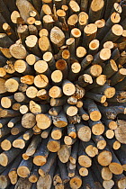 Stack of sawn logs in log pile, Slovenia, April 2009