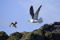 Puffin (Fratercula arctica) with fish chased by Lesser black-backed gull (Larus fuscus) Isle of May, Firth of Forth, Fife, Scotland, UK, June