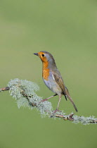 Robin (Erithacus rubecula) perched, looking alert, on branch covered in lichen, Devon, UK, March
