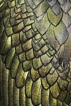 Close-up of feathers of Shag (Phalacrocorax aristotelis) Saltee Islands, Co. Wexford, Republic of Ireland, June