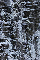 Close-up showing inside of icicle, Slap Pericnik, Vrata Valley, Gorenjska, Triglavski National Park, Julian Alps, Slovenia, January 2006