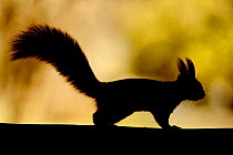 Silhouette of Red Squirrel (Sciurus vulgaris) dark phase, Ljubljana, Slovenia, October