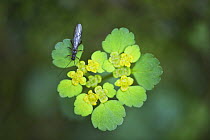 Stone fly (Leuctra fusca) on Alternate-leaved Golden Saxifrage (Chrysosplenium alternifolium)   Zelske Jame, Skocjan Karst Gorge, Rakov Skocjan, Slovenia, April