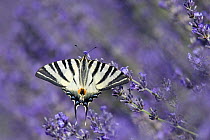Scarce swallowtail (Iphiclides podalirius) feeding on lavender, Provence, France