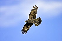 Carrion crow (Corvus corone) in flight, Lodmoor RSPB reserve, Weymouth, Dorset, England, January