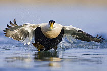 Eider (Somateria mollissima) male taking off from water, Seahouses, Northumberland, England, February