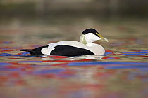 Eider (Somateria mollissima) male on water with colourful reflections, Seahouses, Northumberland, England, February