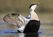 Eider (Somateria mollissima) male on water, stretching, Seahouses, Northumberland, England, February