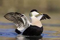 Eider (Somateria mollissima) male flapping wings, Seahouses, Northumberland, England, February