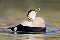 Eider (Somateria mollissima) male, calling during courtship display, Seahouses, Northumberland, England, February