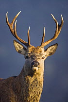 Red deer (Cervus elaphus) stag, portrait, captive, Bushy Park, Surrey, England, October