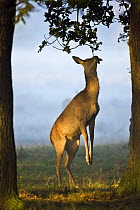 Red deer (Cervus elaphus) female standing on hind legs to feed on tree leaves, captive, Bushy Park, Surrey, England, October 2008