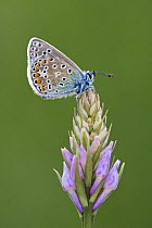 Common blue butterfly (Polyommatus icarus) resting on Common spotted orchid flower, Dorset, England, May