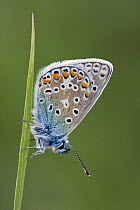 Common blue butterfly (Polyommatus icarus) resting on grass, Dorset, England, May