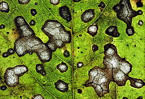 Close up of decaying Sycamore leaf (Acer pseudoplatanus) Devon, England, November 2008