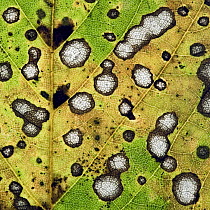Close up of decaying Sycamore leaf (Acer pseudoplatanus) Devon, England, November 2008