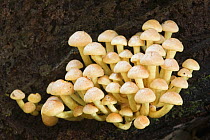 Sulphur tuft (Hypholoma fasciculare) fungus, Dorset, England, September