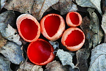 Scarlet elf cup fungus (Sarcoscypha coccinea) growing on decaying alder branch in leaf litter, Dorset, England, February
