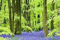 Bluebells (Endymion nonscriptus) in deciduous broadleaved Beech (Fagus sylvatica) woodland, West Woods, Marlborough, Wiltshire, UK, May 2009