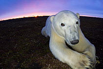Fish-eye image of Polar bear (Ursus maritimus) resting on tundra, Churchill, Hudson Bay, Manitoba, Canada, October 2005