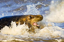 Grey / Atlantic seal (Halichoerus grypus) adult in surf, Donna Nook National Nature Reserve, Lincolnshire, UK, November