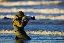 Wildlife photographer kneeling in sea water to photograph seals, Donna Nook National Nature Reserve, Lincolnshire, UK, November 2005