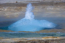 The Strokkur about to erupt, the biggest geyser active in the Geysir area, SW Iceland. July 2008