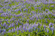 Field of flowering Nootka lupin (Lupinus nootkatensis) near the Hvita river, central Iceland. July 2008