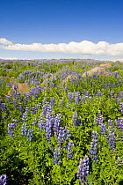 Field of flowering Nootka lupin (Lupinus nootkatensis) near the Hvita river, central Iceland. July 2008