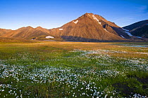 Volcanic landscape with Cotton grass (Eriophorum sp) on the way to Landmannalaugar, south Iceland, July 2008