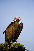 Lappet-faced / Nubian vulture (Torgos tracheliotos) perched in tree, Masai Mara Reserve, Kenya. August
