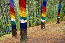 Bosque Animado de Oma (The animate forest of Oma) tree trunks painted by the artist Agustin Ibadrola,  Urdaibai Natural Reserve, Vizcaya, Northern Spain, September 2008