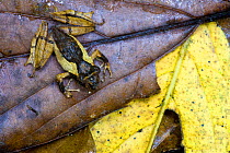 Mimethic frog (Mantidactilus sp) camouflaged amongst rainforest leaf litter, Zahamena National Park, Madagascar. October