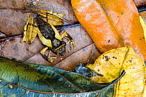 Mimethic frog (Mantidactilus sp) camouflaged amongst rainforest leaf litter, Zahamena National Park, Madagascar. October