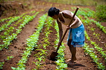 Young woman cultivating crops at home for homeless women and orphans, Tananarive, Madagascar, October 2006