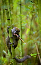 Eastern Grey Bamboo Lemur (Hapalemur griseus) feeding on bamboo shoot, Andasibe-Mantadia National Park, Madagascar, October