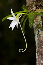 Comet Orchid (Angraecum sesquipedale) epiphytic on rainforest tree, Madagascar.
