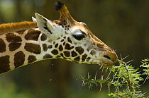 Rothschild giraffe (Giraffa camelopardalis rothschildi) grazing on Acacia tree, Nakuru Lake National Park, Kenya, August, Critically endangered