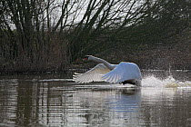 Male Mute swan (Cygnus olor) taking off from lake, Somerset, UK, Spring 2009