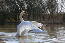 Male Mute swan (Cygnus olr) in territorial display, rising out of water and flapping wings, with female nearby, Somerset, UK, Spring 2009